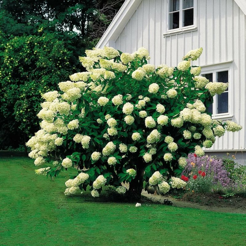 Гортензия метельчатая грандифлора grandiflora
