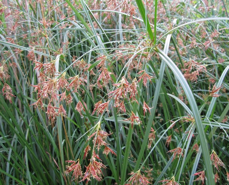 Сыть (Cyperus),