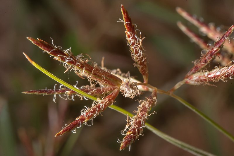 Сыть (Cyperus),