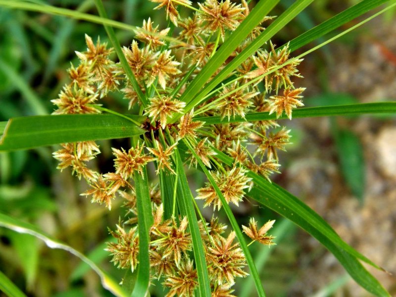 Сыть длинная Cyperus Longus,
