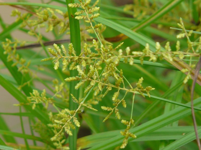 Сыть (Cyperus),