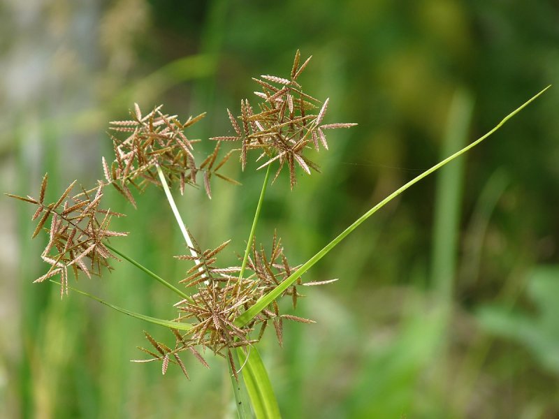 Сыть (Cyperus),