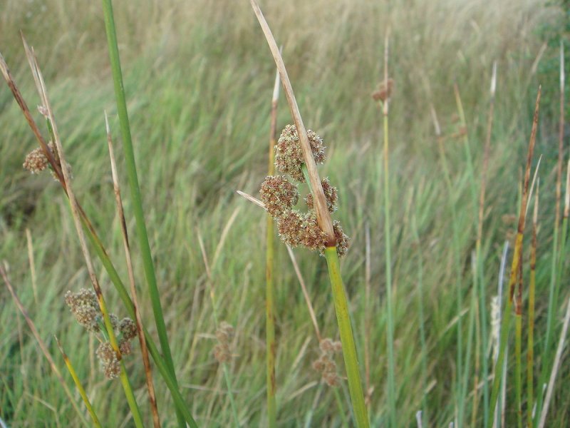 Cyperus brevifolius