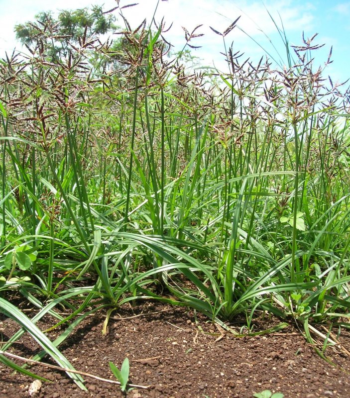 Сыть (Cyperus),