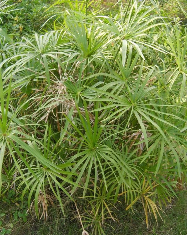 Сыть круглая Cyperus rotundus