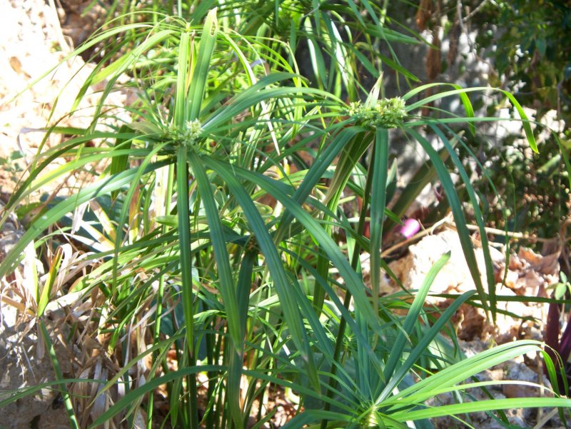 Сыть (Cyperus),