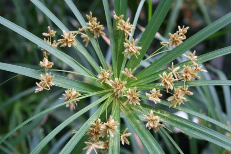 Сыть (Cyperus). Семейство осоковых.