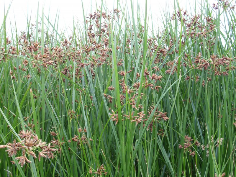 Циперус очереднолистный. Cyperus alternifolius