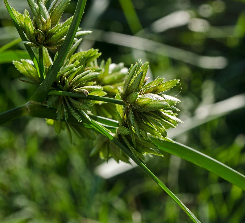 Сыть (Cyperus). Семейство осоковых.