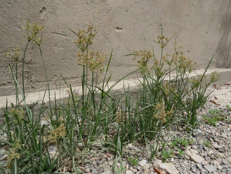 Сыть круглая Cyperus rotundus