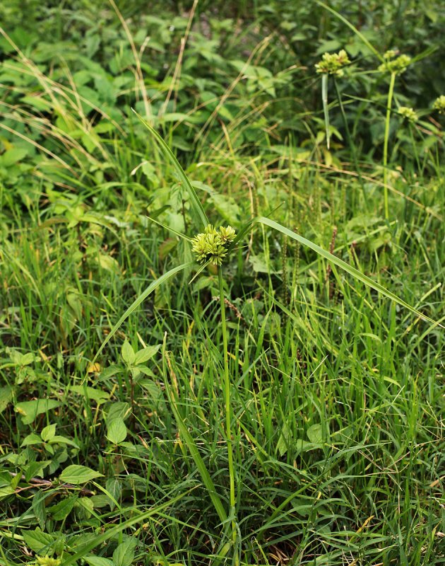 Чуфа (Cyperus esculentus),
