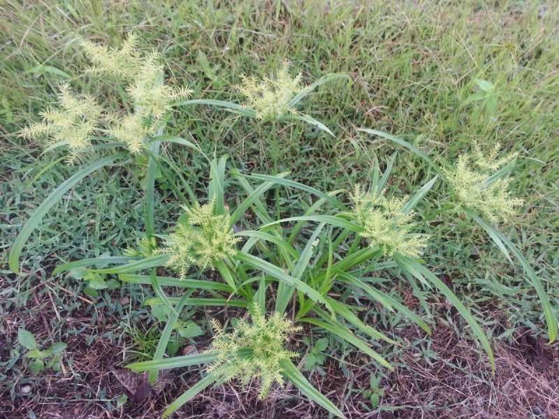 Cyperus involucratus variegated