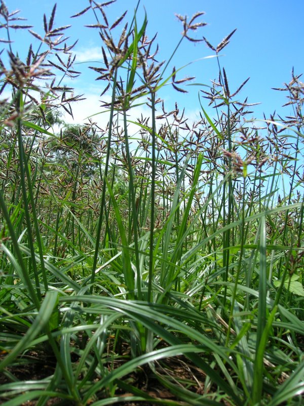 Сыть скученная (Cyperus glomeratus)