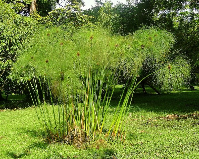 Cyperus rotundus (Nutgrass)