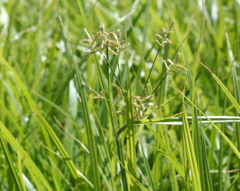 Сыть скученная (Cyperus glomeratus)