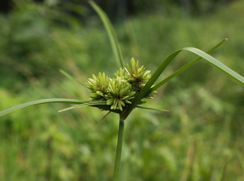 Сыть Cyperus Longus