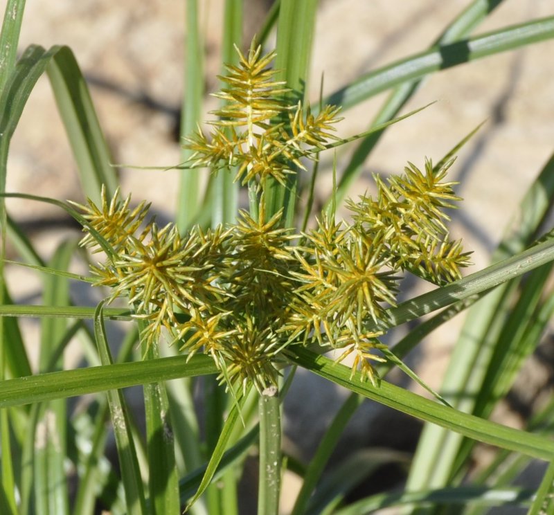 Сыть круглая Cyperus rotundus