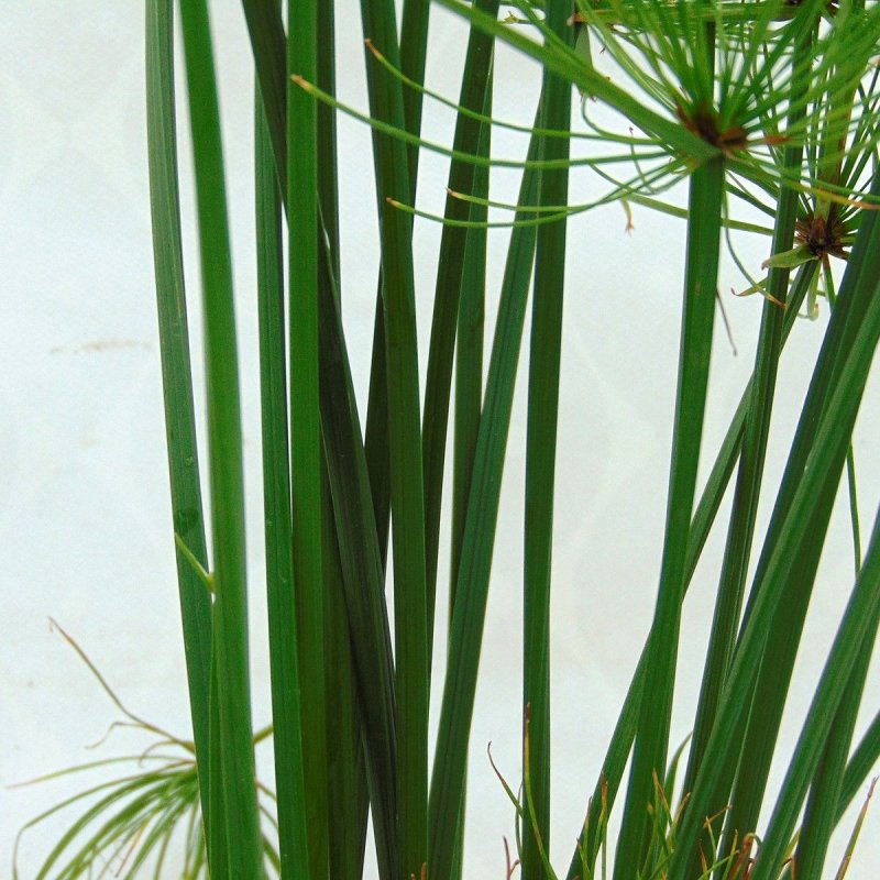 Сыть круглая Cyperus rotundus