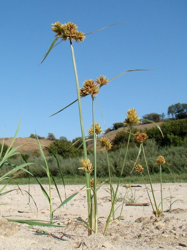 Сыть круглая Cyperus rotundus