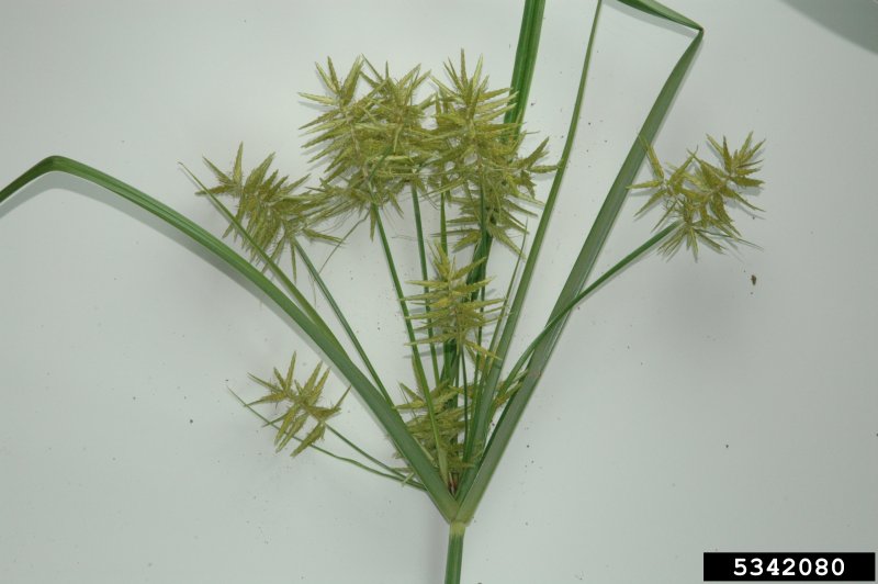 Scirpus lacustris