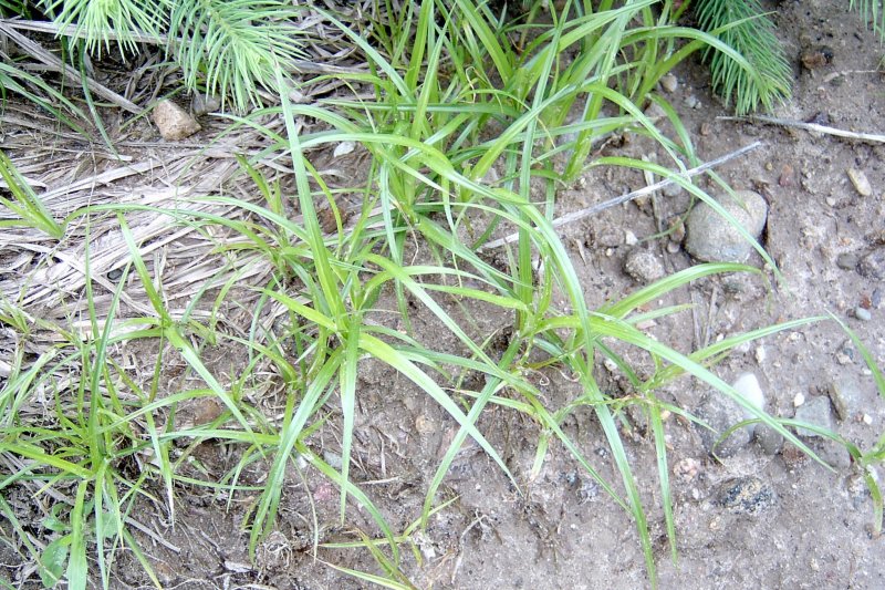 Cyperus alternifolius