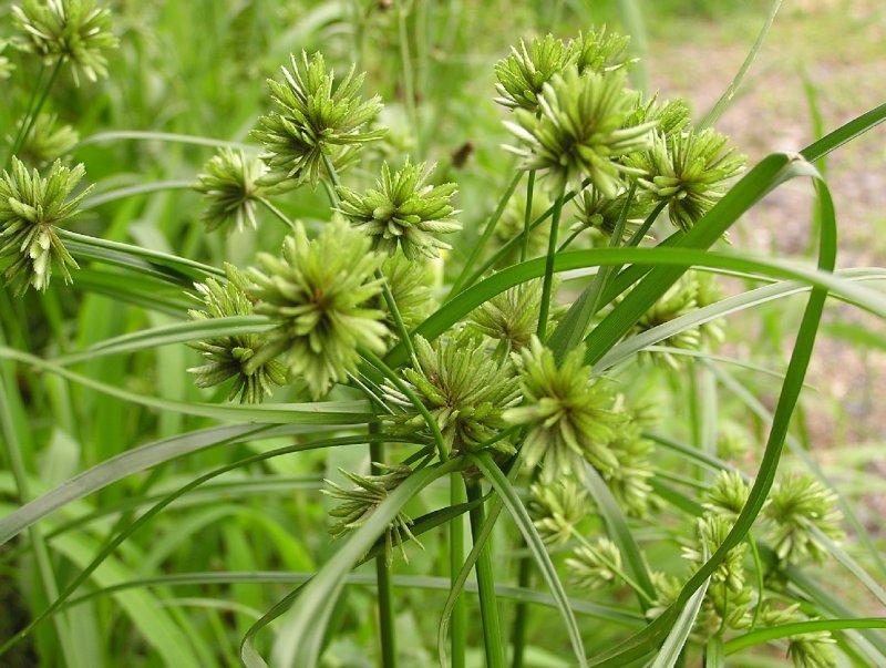 Сыть (Cyperus),