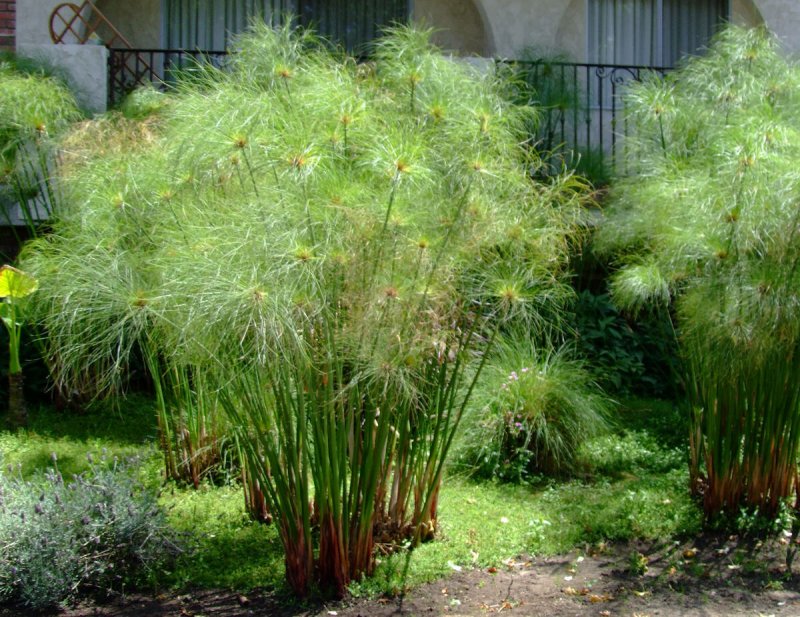 Осока ложно-сыть (Carex pseudocyperus)