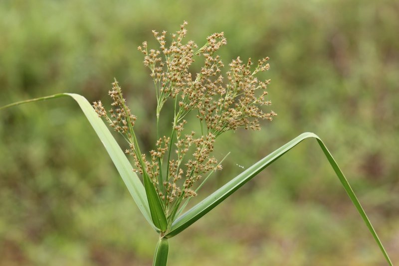 Сыть (Cyperus),