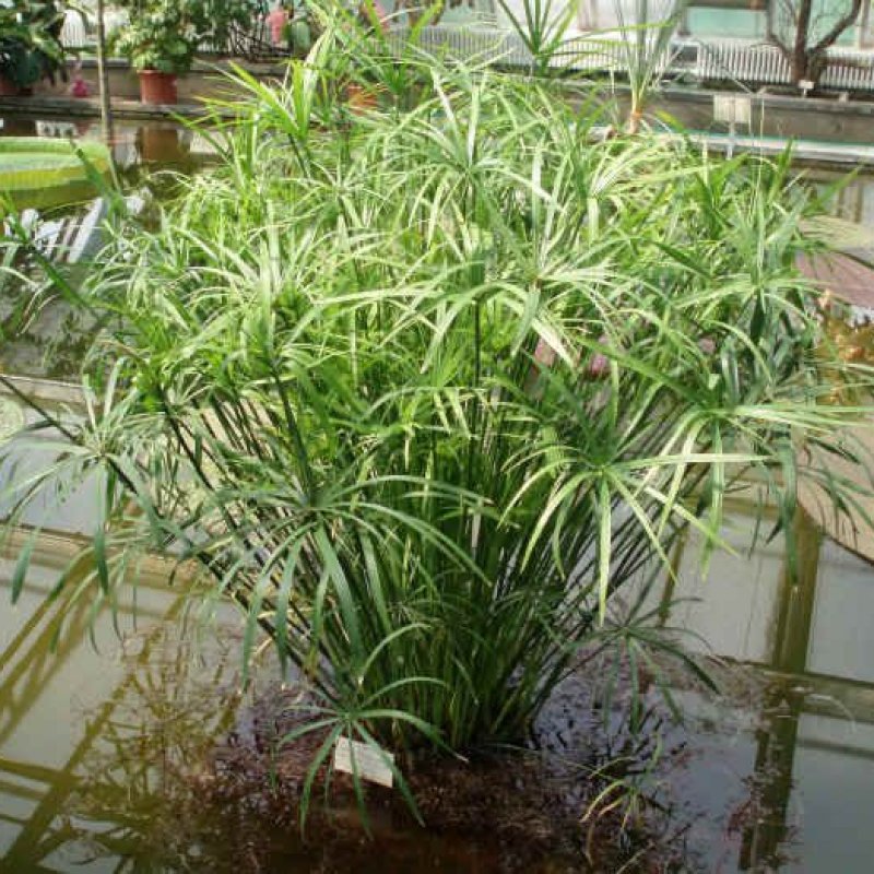 Осока Болотная Carex acutiformis