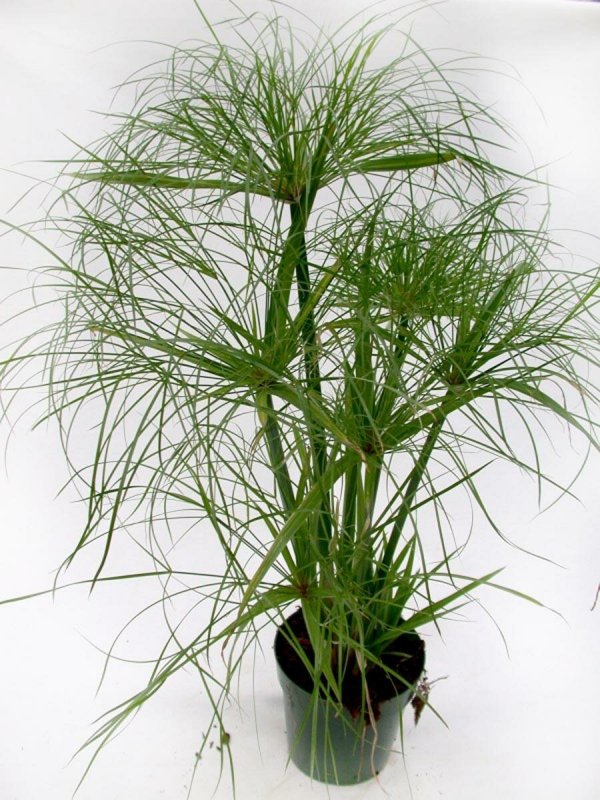 Сыть (Cyperus). Семейство осоковых.