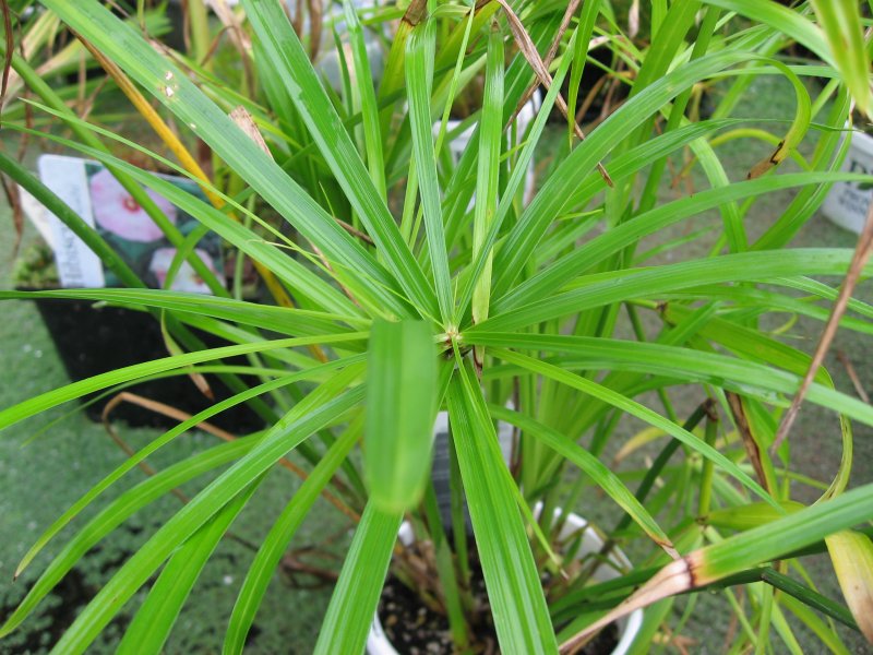 Сыть (Cyperus),