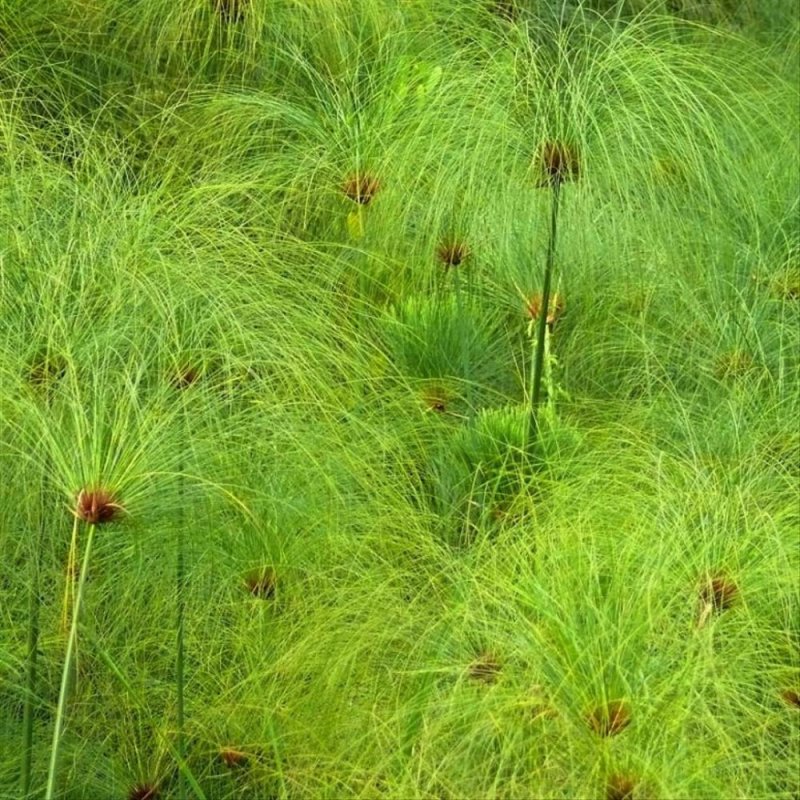 Cyperus Papyrus in nature