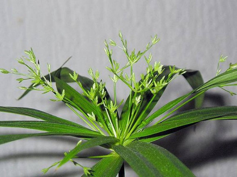 Cyperus diffusus