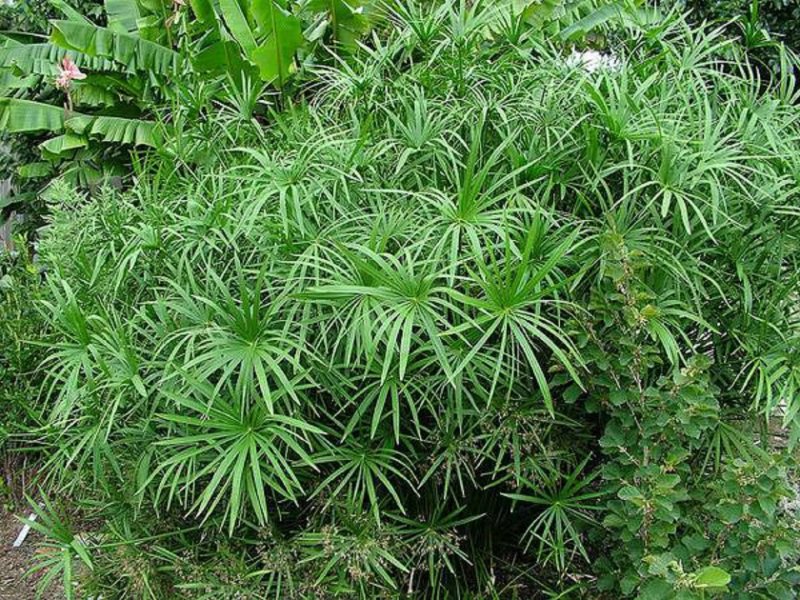Циперус alternifolius