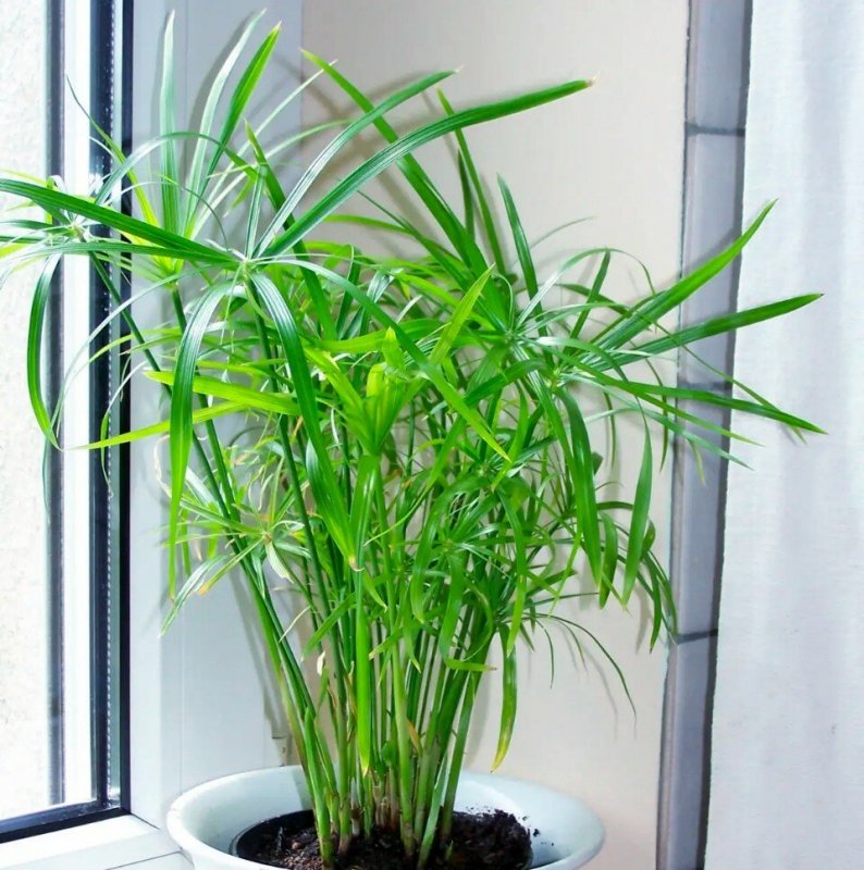 Циперус Umbrella Papyrus Sedge Palm Cyperus