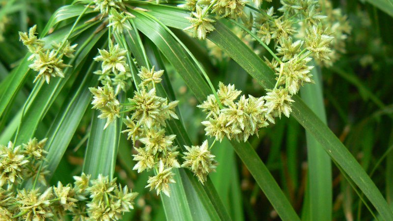 Сыть (Cyperus),
