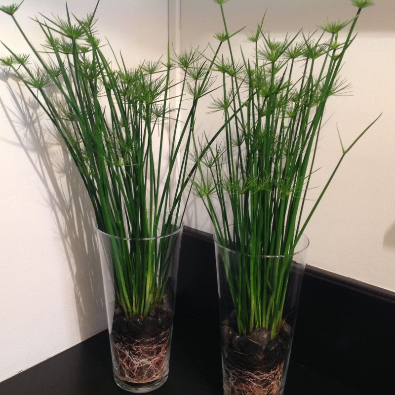 Сыть (Cyperus),