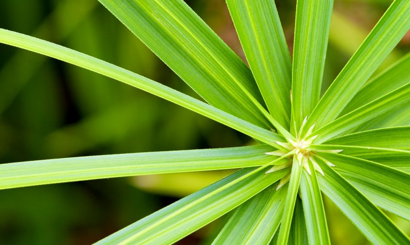 Сыть (Cyperus),
