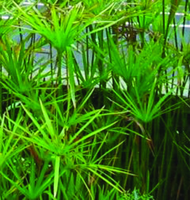 Cyperus involucratus variegated