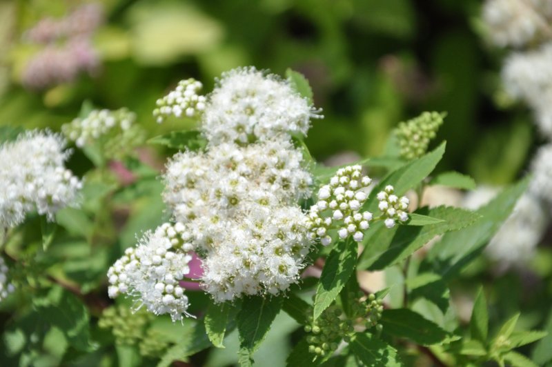 Спирея японская Альбифлора Spiraea japonica albiflora
