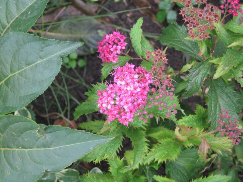 Спирея дубравколистная (Spiraea chamaedryfolia)