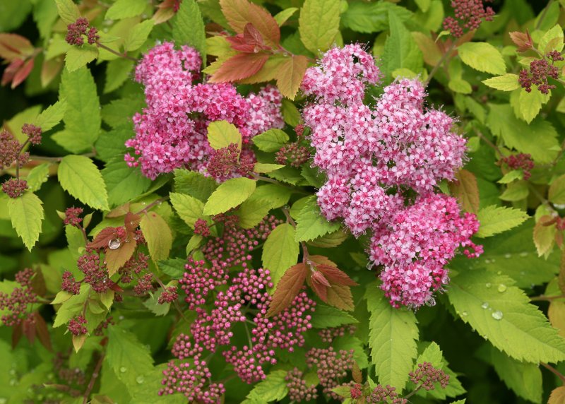 Спирея густоцветковая densiflora
