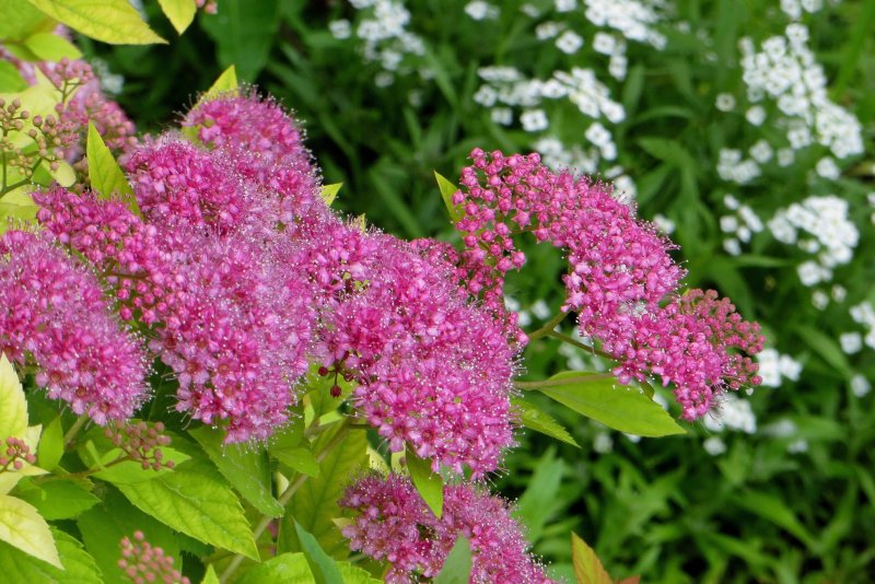 Spiraea vanhouttei ‘Medeloch’