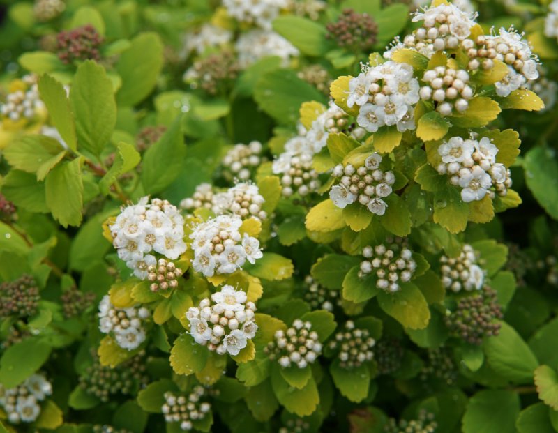 Spiraea betulifolia Tor