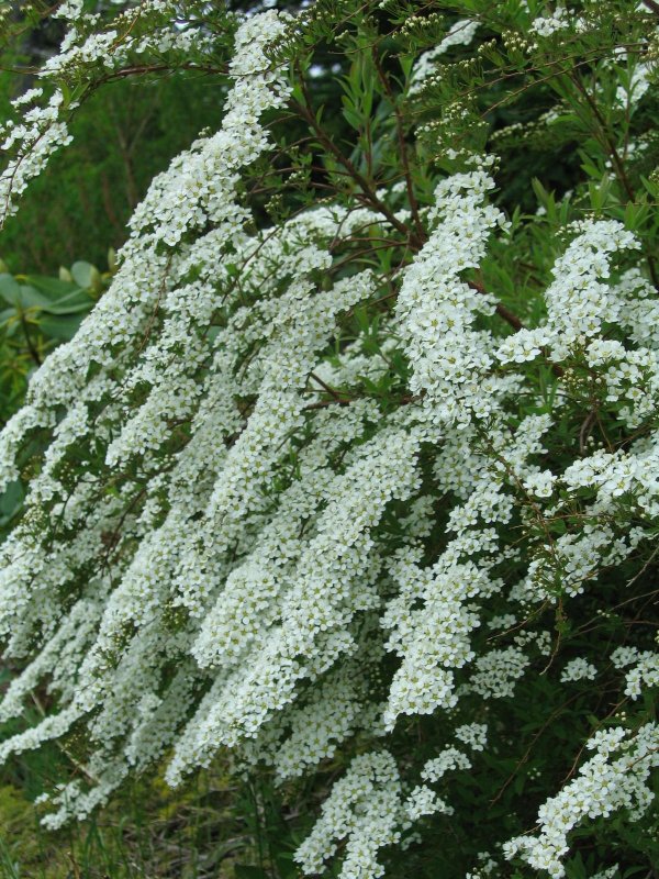 Спирея монгольская Spiraea mongolica