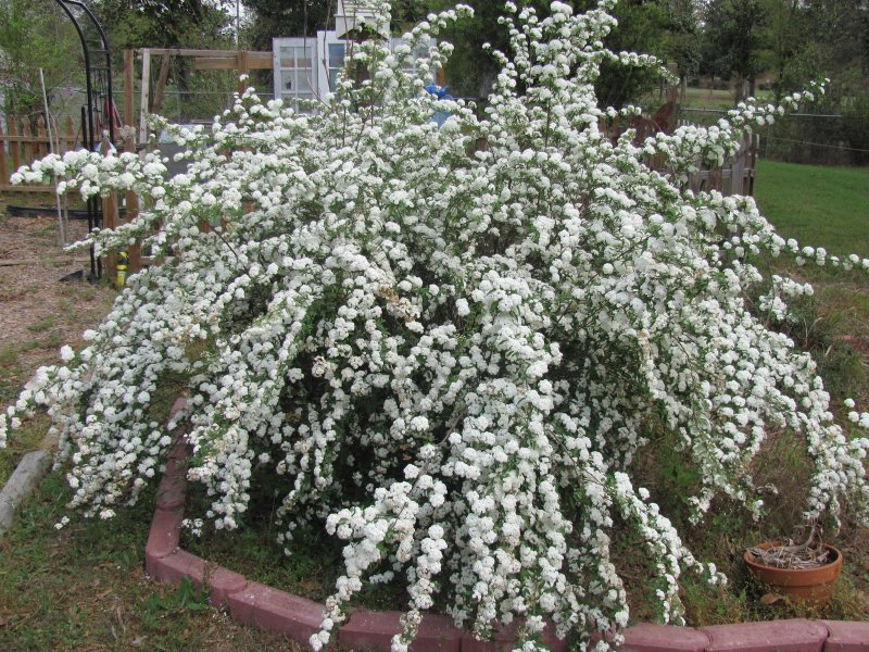 Спирея аргута arguta