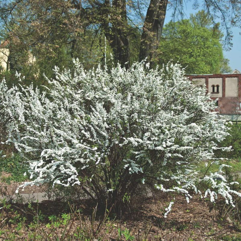 Спирея аргута Spiraea arguta без цветов