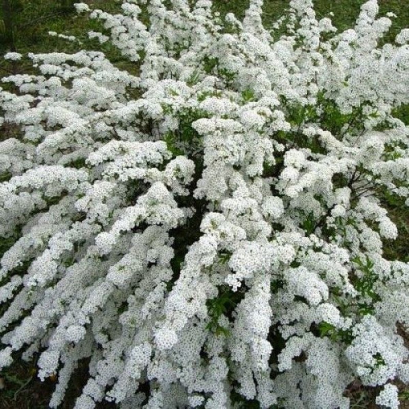Спирея аргута