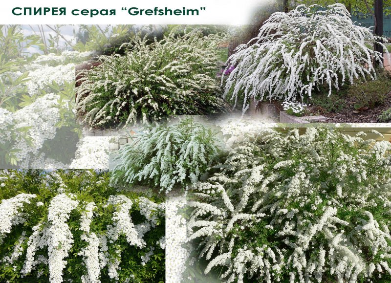 Спирея аргута, Вангутта, японская