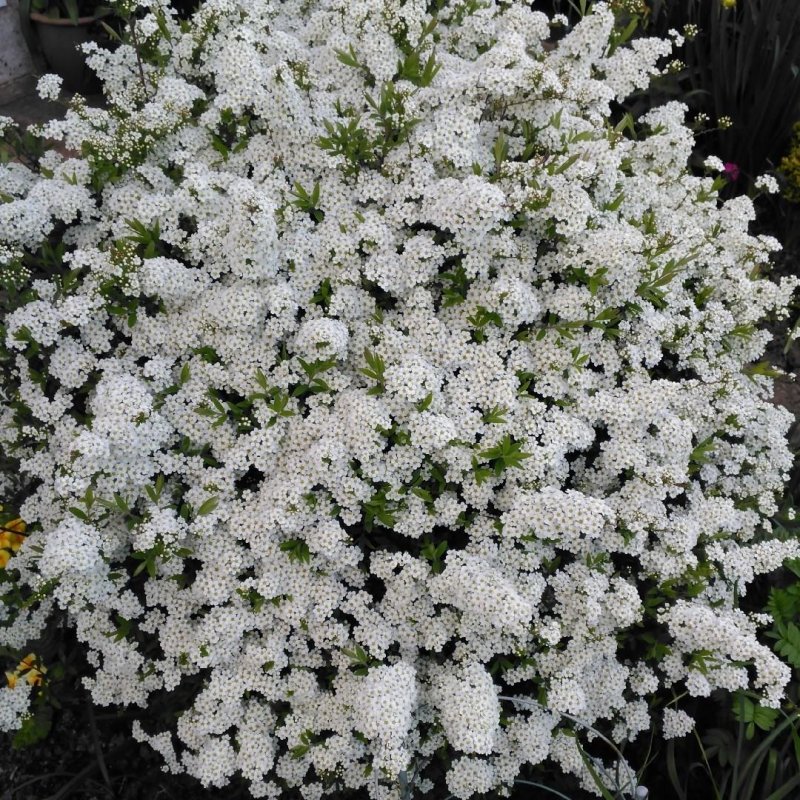 Спирея аргута Spiraea arguta